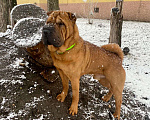 Собаки в Курске: Вязка Мальчик, 5 руб. - фото 2