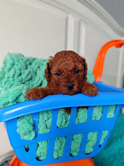 Щенки той пудель