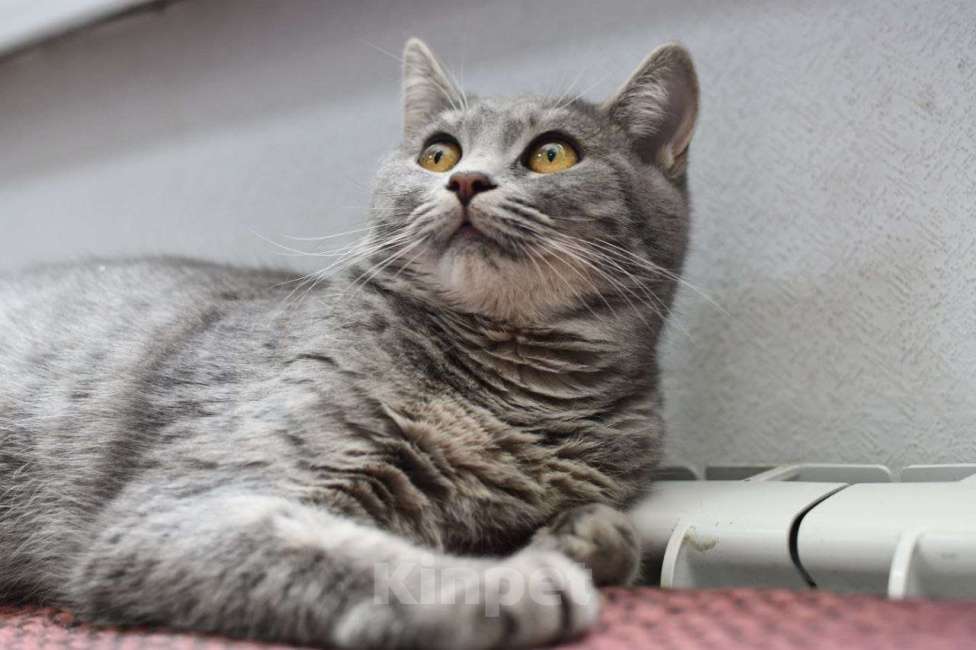 Кошки в Москве: Красавица Карма в добрые руки Девочка, Бесплатно - фото 6