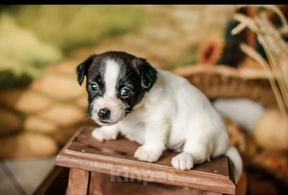 Собаки в Симферополе: Щенок девочка Джек  Девочка, 19 500 руб. - фото 1
