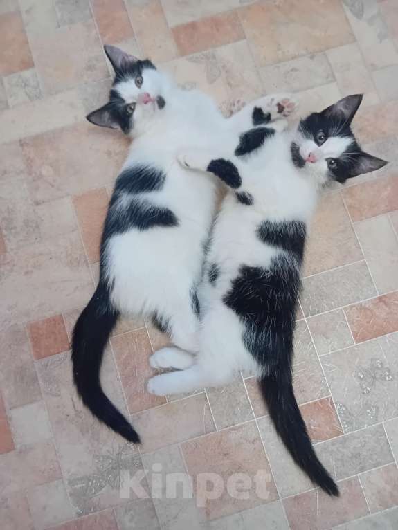 Кошки в Самаре: Чудесный наидобрейший котейка Мальчик, Бесплатно - фото 7