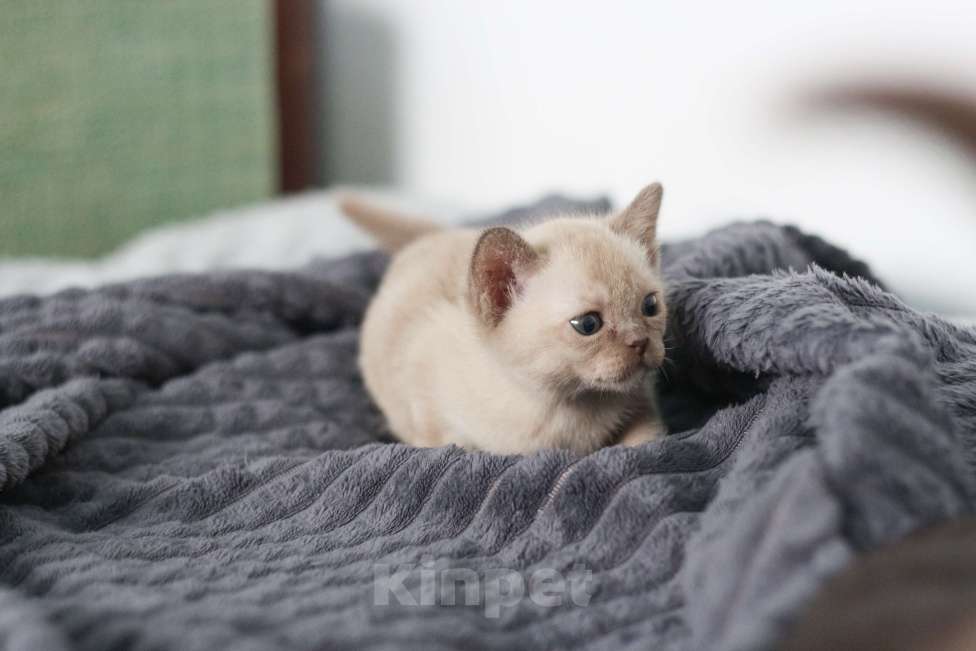 Кошки в Нижнем Новгороде: Европейская бурма, кошечка, шоколадный окрас Девочка, 50 000 руб. - фото 3