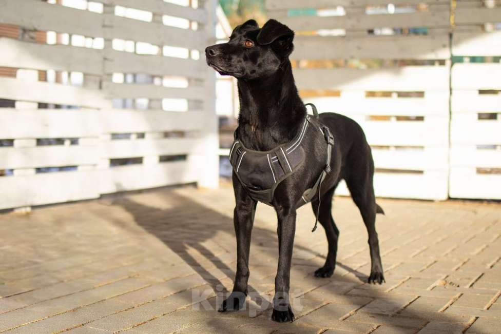 Собаки в Москве: Спасённая со стройки Альма нуждается в любящих хозяевах! Девочка, Бесплатно - фото 8