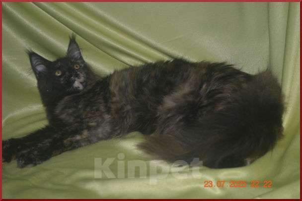 Кошки в Волгограде: Кошечки мейн-кун - для души и разведения Девочка, 5 000 руб. - фото 7