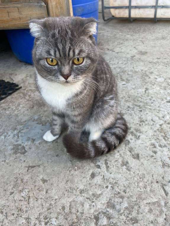 Кошки в Сургуте: ПОТЕРЯЛСЯ КОТ !  Мальчик, 5 000 руб. - фото 2