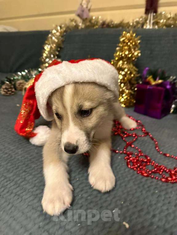 Собаки в Лосином-Петровском: Эдвин якутенок  Мальчик, Бесплатно - фото 3