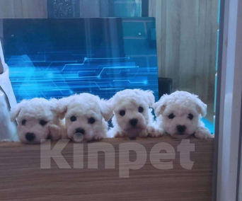 Собаки в Москве: Мальчик бишон фризе Мальчик, 70 000 руб. - фото 2