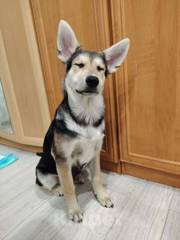 Собаки в Москве: Джокер в добрые руки Мальчик, Бесплатно - фото 7