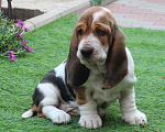 Собаки в Краснодаре: Щенок бассет ханда Девочка, 55 000 руб. - фото 3
