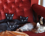 Кошки в других городах Башкортостана: Черные котята и серая кошечка Разнополые, Бесплатно - фото 1