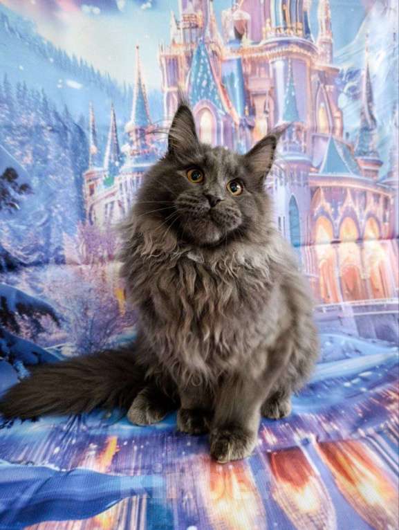 Кошки в Москве: Флинт  Мальчик, 70 000 руб. - фото 6