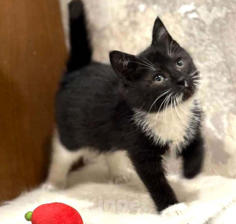 Кошки в Москве: Пушистый Фунтик. Котенок в добрые руки. Мальчик, Бесплатно - фото 1
