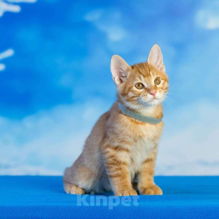 Кошки в Красноярске: Котёнок курильский бобтейл Мальчик, 40 000 руб. - фото 3
