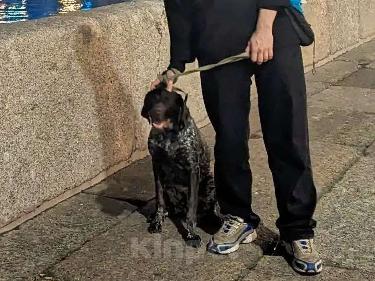 Собаки в Санкт-Петербурге: Собака в добрые руки Мальчик, Бесплатно - фото 3