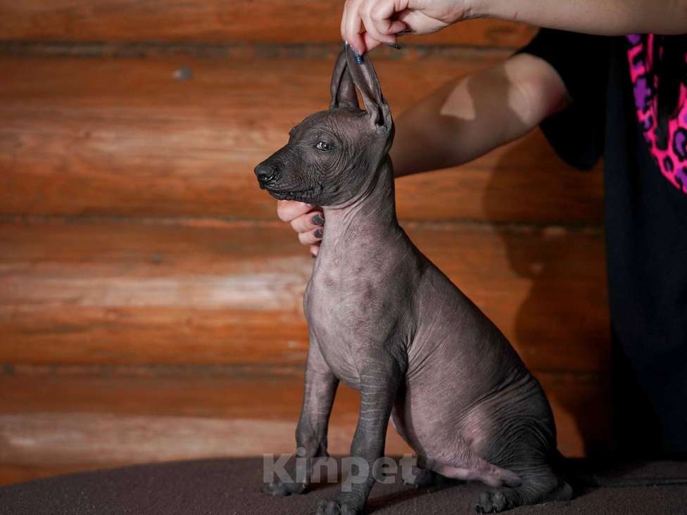 Собаки в Александрове: Ксолоитцкуинтли стандартного размера  Девочка, Бесплатно - фото 5