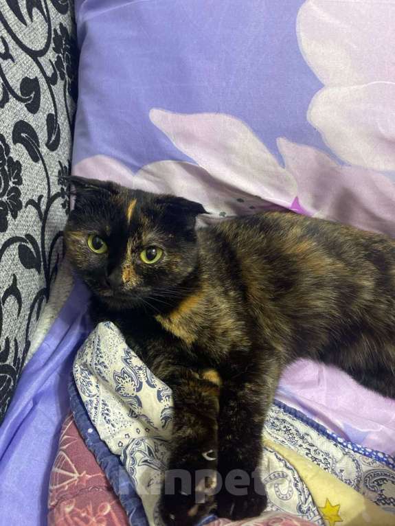 Кошки в Санкт-Петербурге: Две девочки сестрички кошечки Девочка, Бесплатно - фото 2