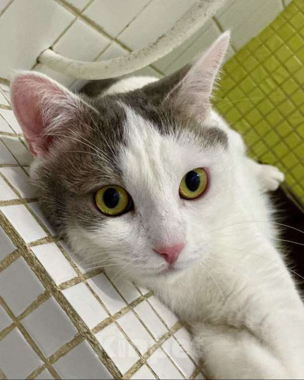 Кошки в Москве: Елисея вернули после полгода жизни дома Мальчик, Бесплатно - фото 2