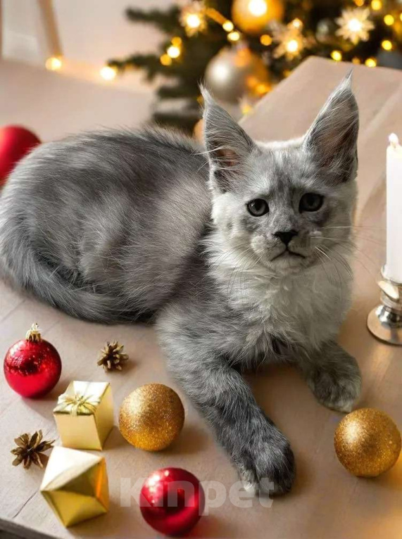 Кошки в Москве: Пушистый ангел для вашего новогоднего настроения Девочка, 100 000 руб. - фото 6