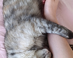 Кошки в Краснодаре: Отдам в добрые руки котенка Девочка, Бесплатно - фото 2
