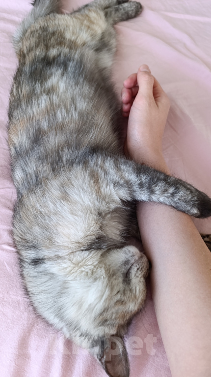 Кошки в Краснодаре: Отдам в добрые руки котенка Девочка, Бесплатно - фото 2