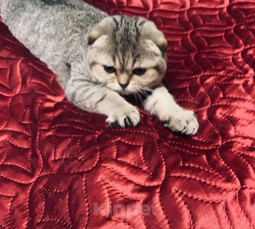 Кошки в Санкт-Петербурге: Шотландская короткошорстная Девочка, 20 000 руб. - фото 5