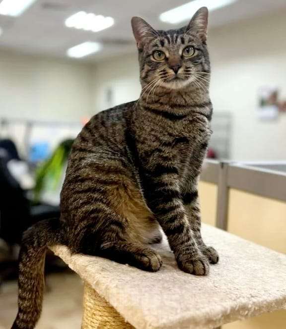 Кошки в Москве: Бубочка- статуэточка ищет свою семью Девочка, Бесплатно - фото 2