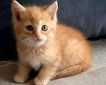 Кошки в Ижевске: отдам котят Мальчик, 10 руб. - фото 2