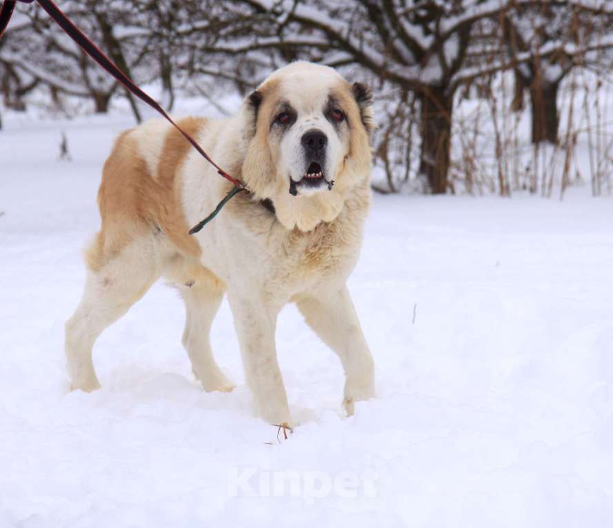 Собаки в Москве: Буран Мальчик, Бесплатно - фото 2