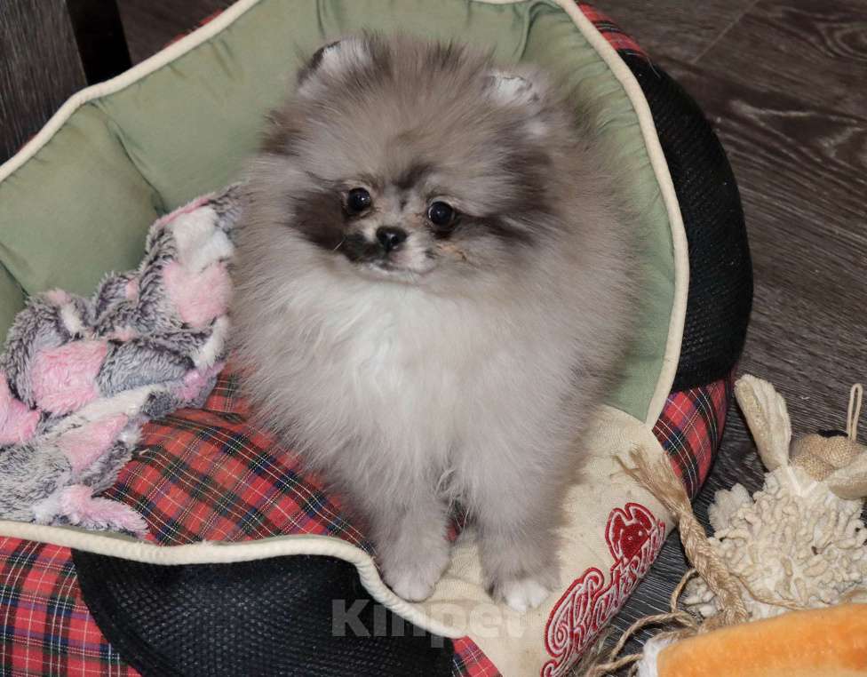 Собаки в Москве: Самая РОСКОШНАЯ крошка шпица Девочка, 75 000 руб. - фото 8