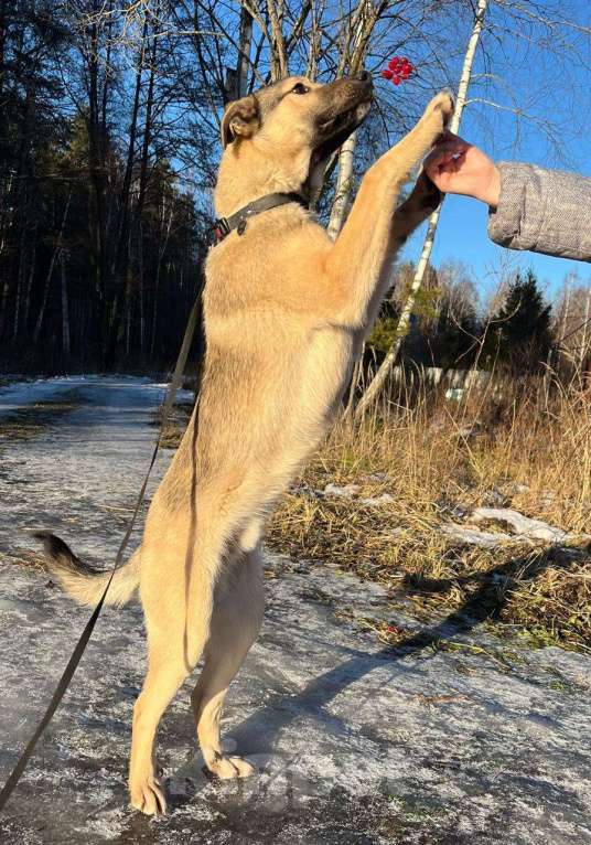 Собаки в других городах Московской области: Щенок в добрые руки  Мальчик, Бесплатно - фото 5