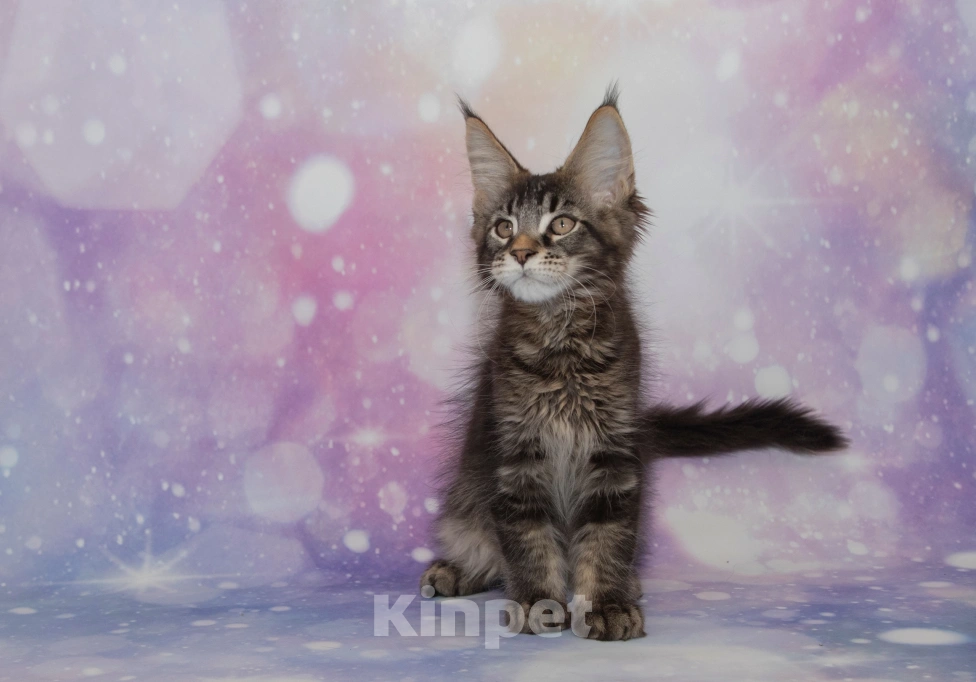 Кошки в Воронеже: Котята мейн-кун из питомника Мальчик, 50 000 руб. - фото 5