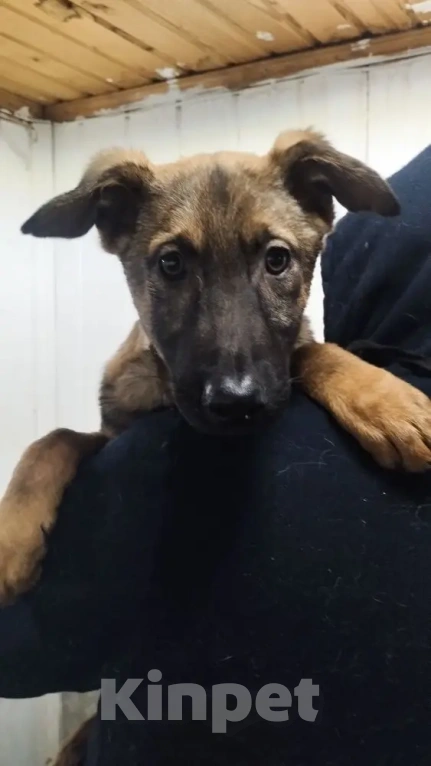 Собаки в Москве: Джой будет вам другом Мальчик, Бесплатно - фото 4