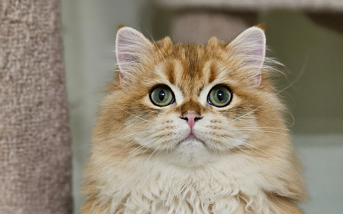 Котик Хайленд Страйт