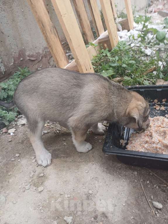 Собаки в Новомосковске: Щенки 1,5 месяца Мальчик, Бесплатно - фото 2