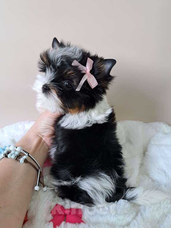 Собаки в Москве: Девочка Бивер Девочка, 150 000 руб. - фото 6