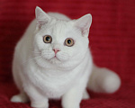 Кошки в Магнитогорске: Olympia Marshmallow  Девочка, Бесплатно - фото 4