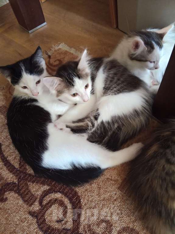 Кошки в других городах Воронежской области: Отдаю в хорошие руки  Мальчик, Бесплатно - фото 3