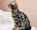 Кошки в Омске: Мегаласковый бенгальский котик  Мальчик, 55 000 руб. - фото 2
