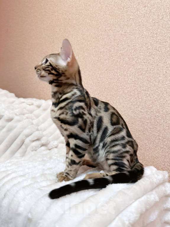 Кошки в Омске: Мегаласковый бенгальский котик  Мальчик, 55 000 руб. - фото 2