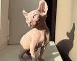 Кошки в Самаре: Сфинкс эльф Мальчик, Бесплатно - фото 2