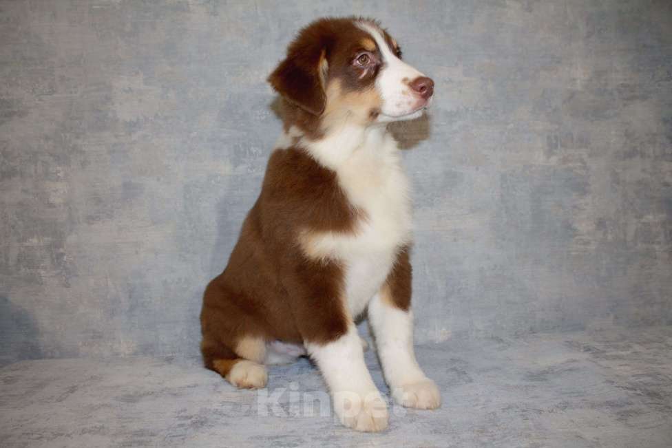 Собаки в других городах Московской области: Австралийская овчарка Мальчик, 50 000 руб. - фото 4