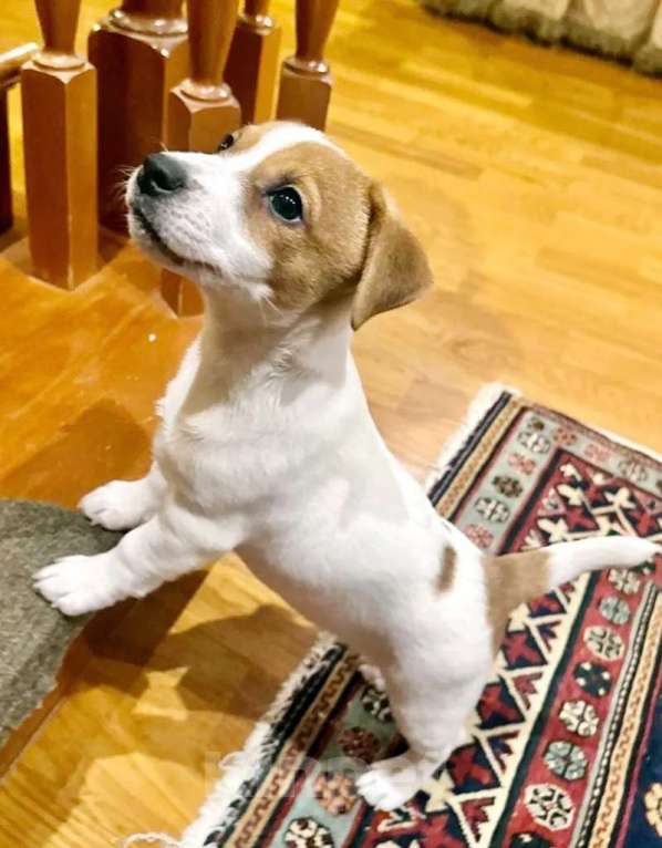 Собаки в Москве: Девочка Джек Рассел терьер Девочка, 45 000 руб. - фото 2