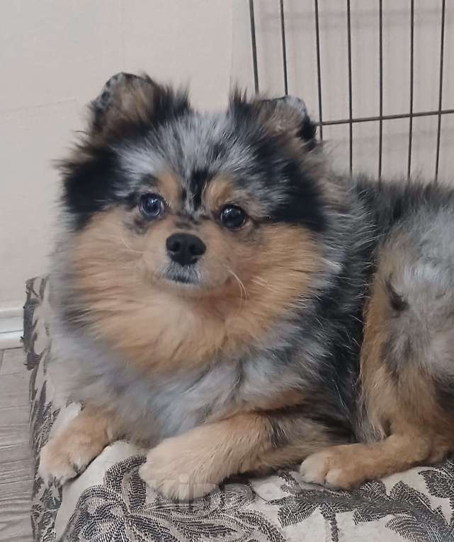 Собаки в Химках: Племенная девочка Девочка, 80 000 руб. - фото 2