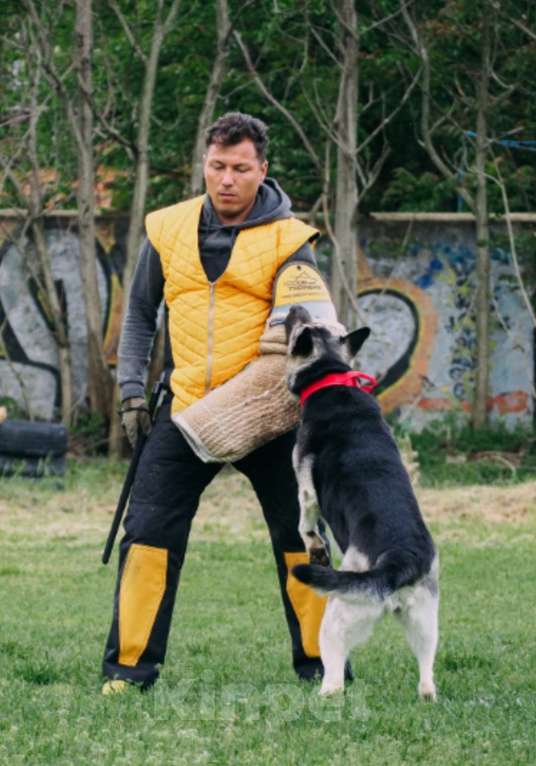 Собаки в других городах Краснодарского края: Щенки Восточноевропейской овчарки  Девочка, 60 000 руб. - фото 6