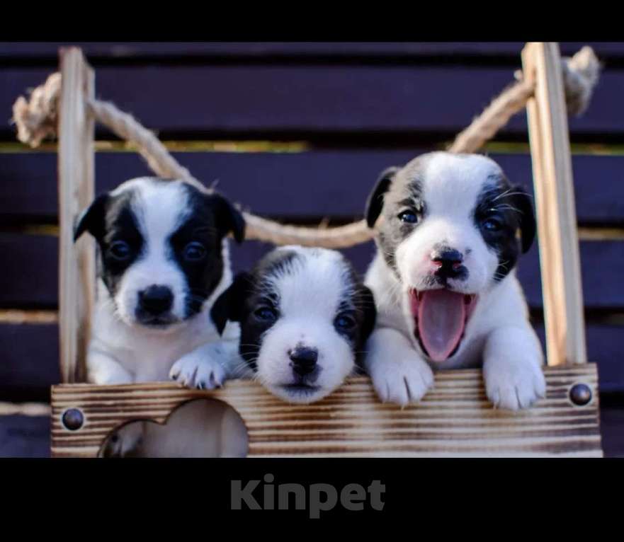 Собаки в Симферополе: Вязка с бело-черным Джек Расселом  Мальчик, Бесплатно - фото 2