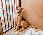 Собаки в Москве: карапузы ищут дом Девочка, 100 руб. - фото 6