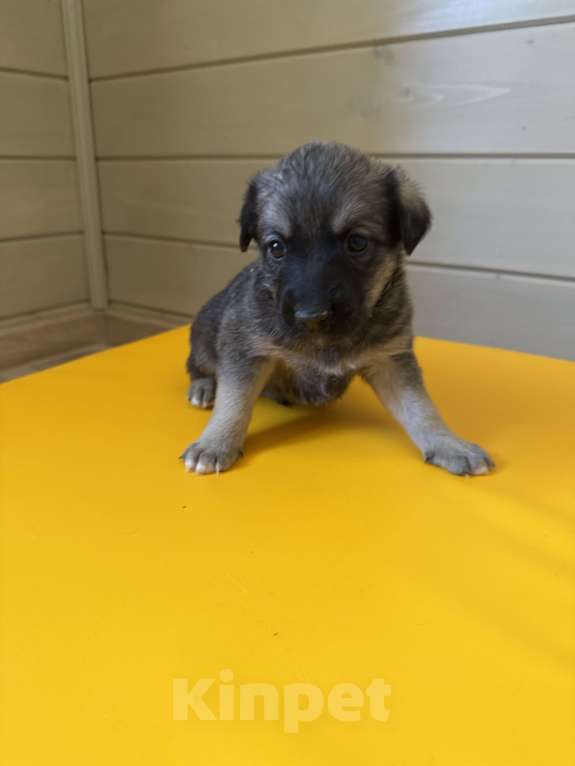 Собаки в Москве: Тишенька Мальчик, Бесплатно - фото 4