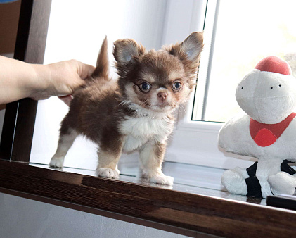 Шоколадный Супер красавчик чихуахуа