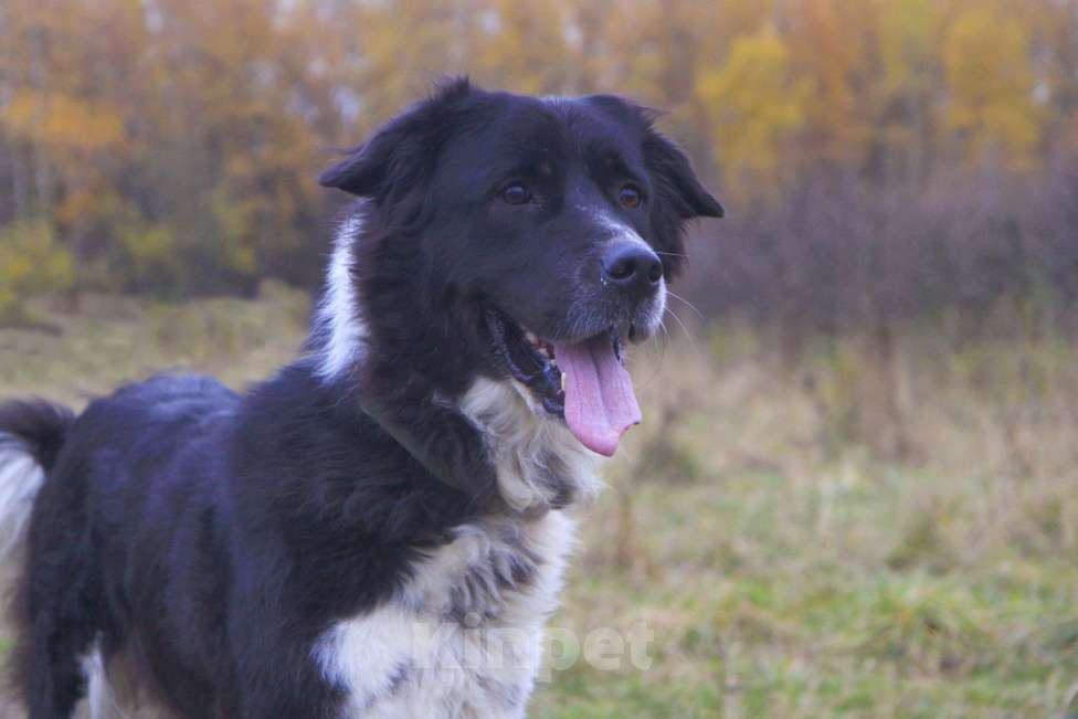 Собаки в Москве: Арья Девочка, Бесплатно - фото 2