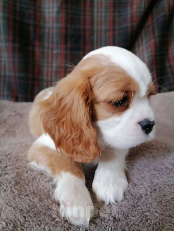 Собаки в Москве: Кавалер Кинг Чарльз спаниель  щенки. Девочка, 85 000 руб. - фото 4